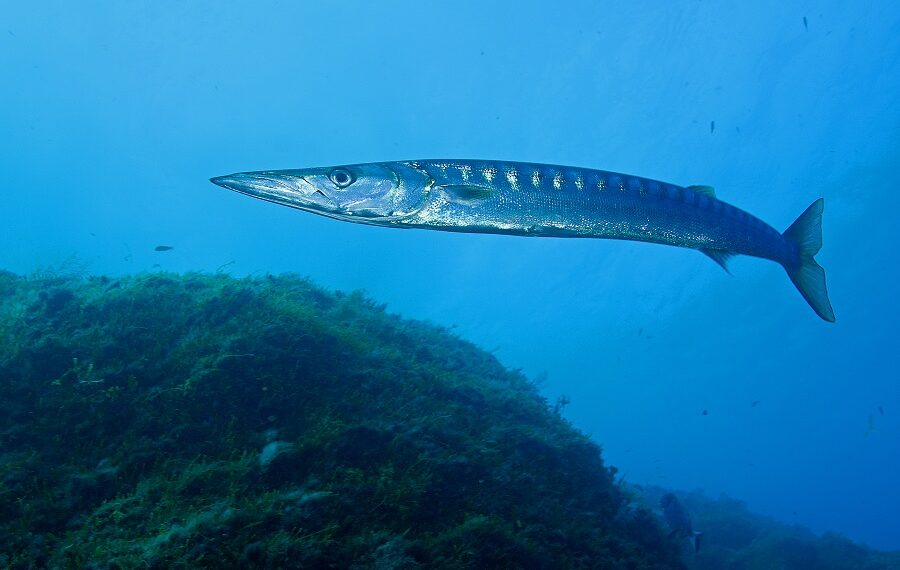 Barracuda, Bécune à Bouche Jaune