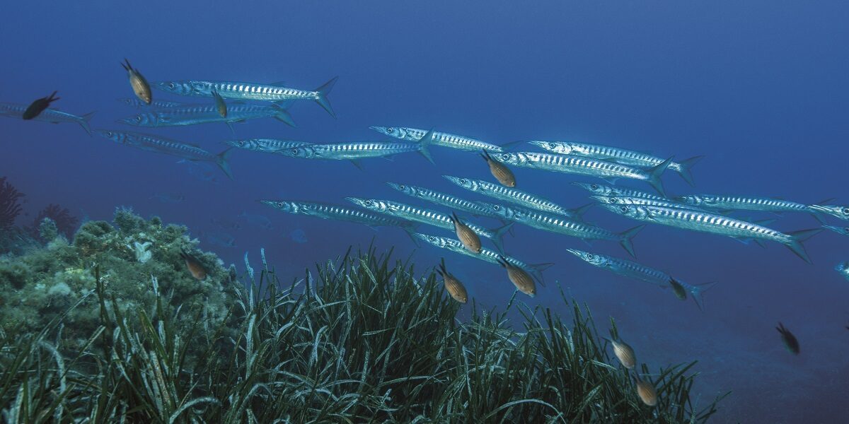 Barracudas; Bécune Bouche Jaune, Langoustier