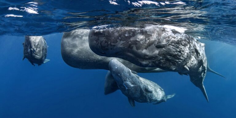 Trois cétacés évoluant dans les profondeurs marines, illustrant la biodiversité aquatique.