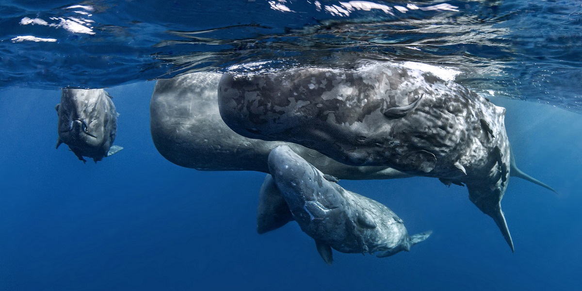 Trois cétacés évoluant dans les profondeurs marines, illustrant la biodiversité aquatique.