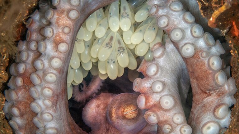 Octopus avec œufs, illustrant la reproduction marine et la biodiversité sous-marine.