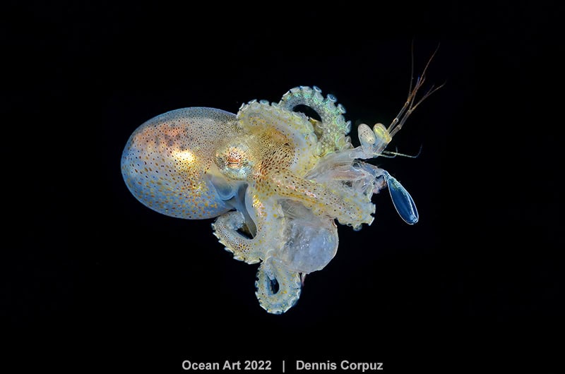 1st Blackwater Dennis Corpuz Octopus Attack