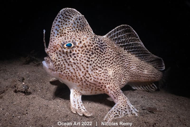 1st Cold Water Nicolas Remy The Rare Spotted Hand Fish From Tasmania
