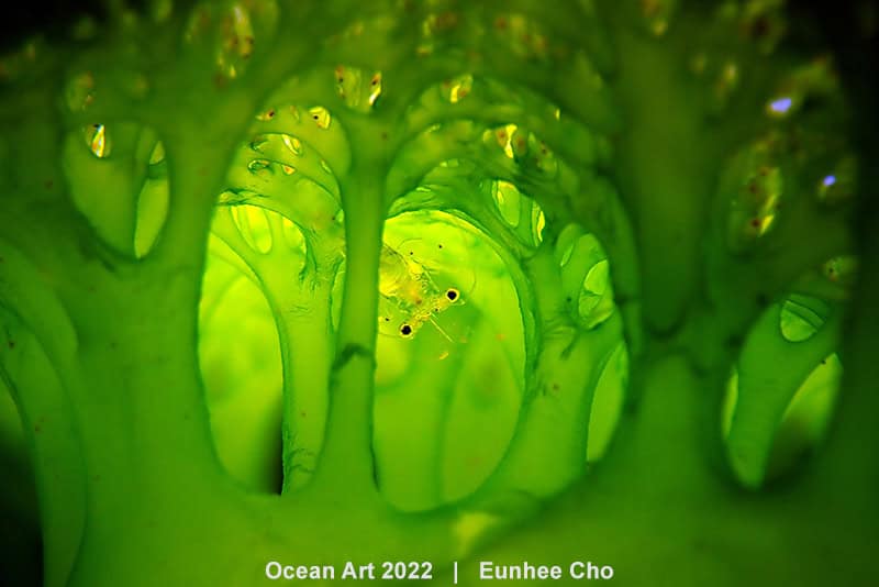 1st Compact Macro Eunhee Cho E.t. The Extra Terrestrial