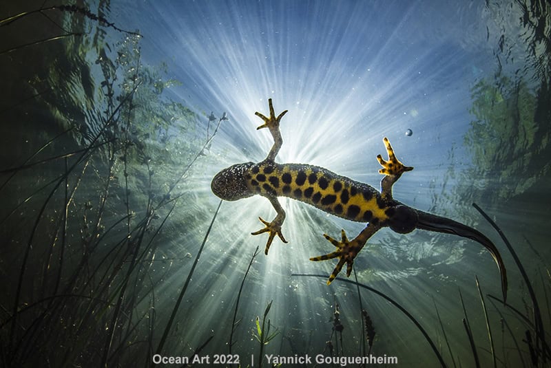 2nd Cold Water Yannick Gouguenheim Jaws