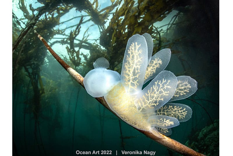 2nd Nudibranchs Veronika Nagy The Climb