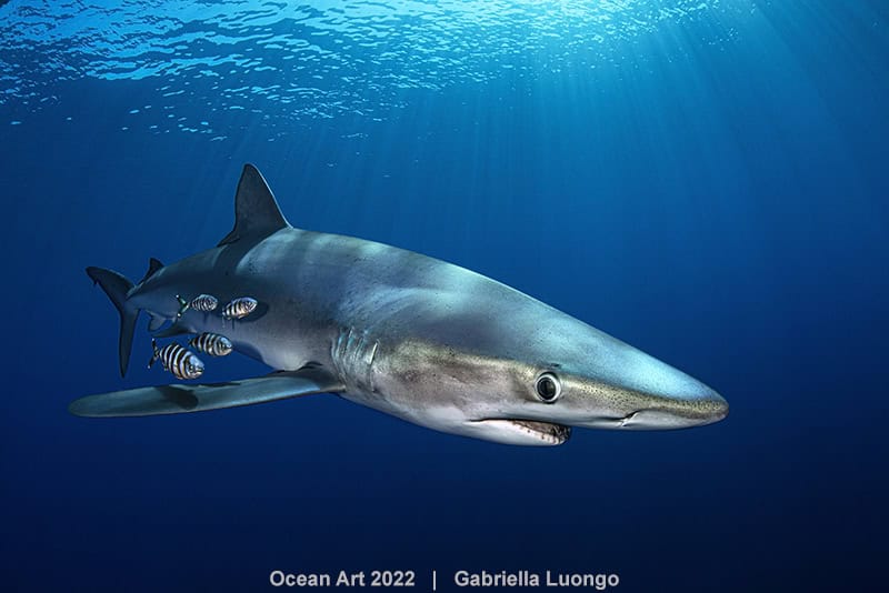 2nd Portrait Gabriella Luongo Shark Portrait
