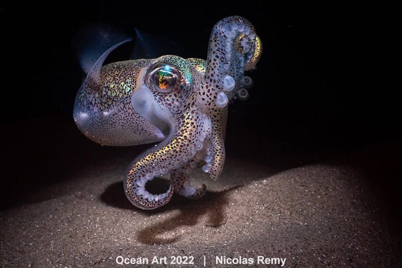 3rd Macro Nicolas Remy Southern Bobtail Squid
