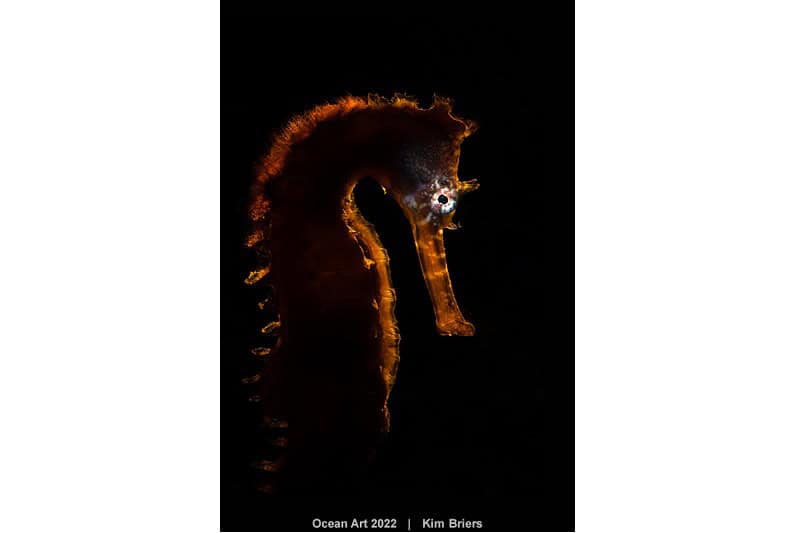 3rd Portrait Kim Briers Hippocampus Histrix