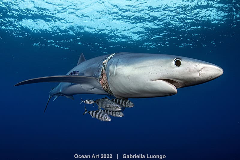 3rd Underwater Conservation Gabriella Luongo Scar Neck