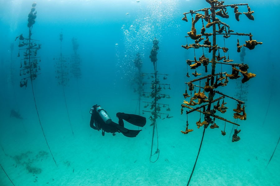 Remuna Beca Conservation Coral Nursery