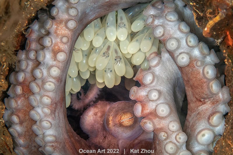 Bestofshow Macro Kat Zhou Octopus Mother 1