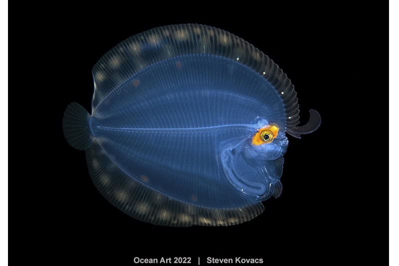 Hm1 Blackwater Steven Kovacs Flounder(1)