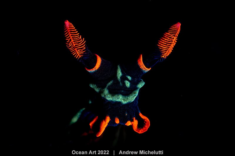 Hm2 Compact Macro Andrea Michelutti The Devil In Me
