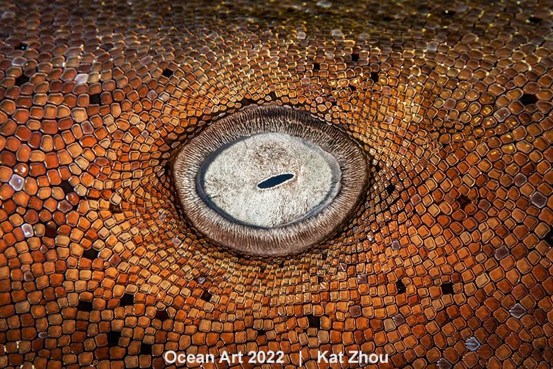 Hm2 Macro Kat Zhou The Eye