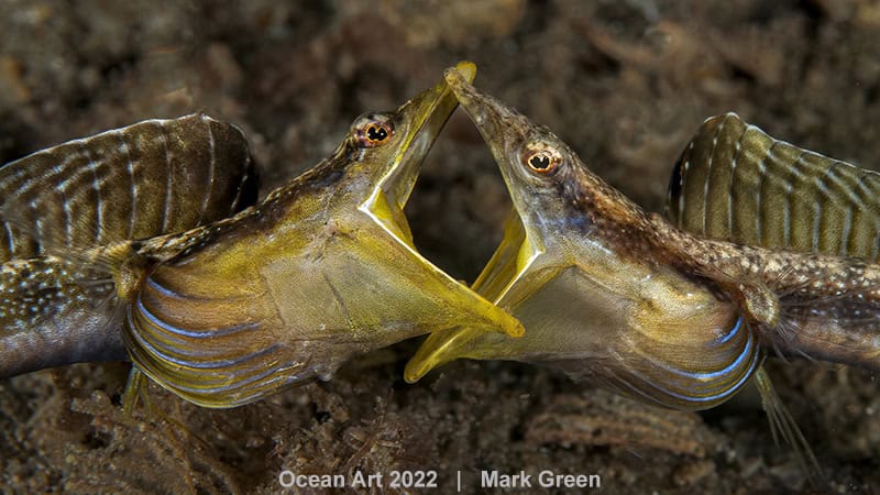 Hm2 Marine Life Behavior Mark Green Fighting Blue Throat Pike Blennys