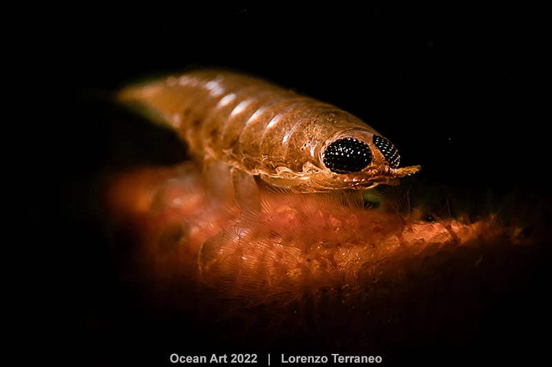 Hm3 Portrait Lorenzo Terraneo Parasite Waiting For The Next Victim