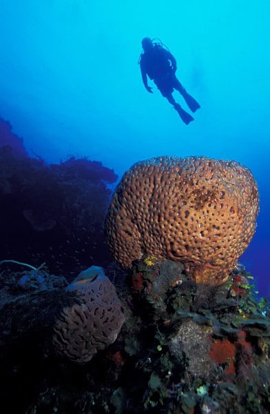 Bahamas Hovering Diver Over Coral Vhd Copyright All Star Liveaboards