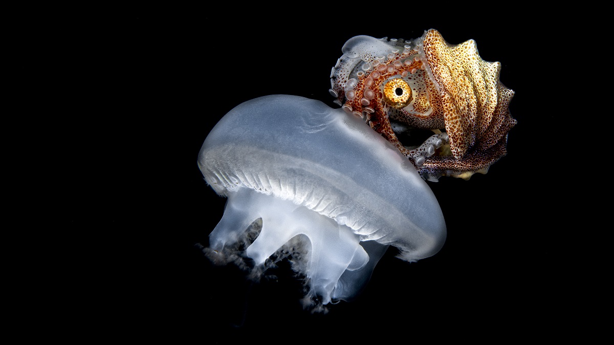 Merveilles sous-marines : méduse et poulpe évoluant dans l'obscurité de l'océan.