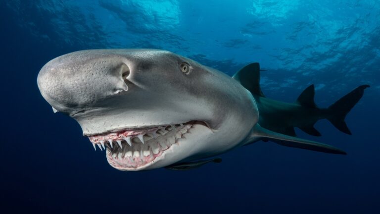 Requin sous-marin majestueux nageant dans des eaux cristallines, symbole de la biodiversité marine.