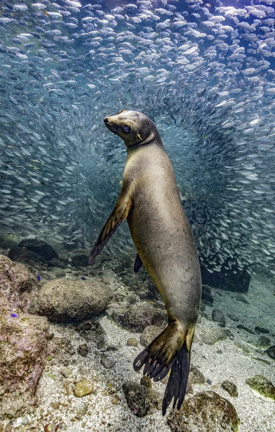 Wod2023 Photo Competition Big And Small Underwater Faces 1st Place Glenn Ostle