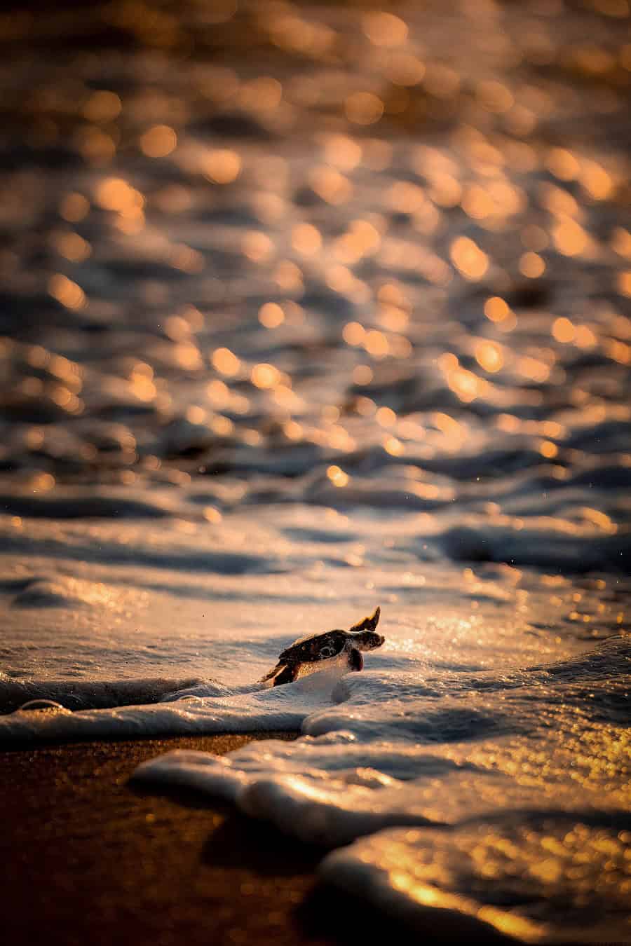 Wod2023 Photo Competition The Wonderful World Of Tides 2nd Place Sina Ritter