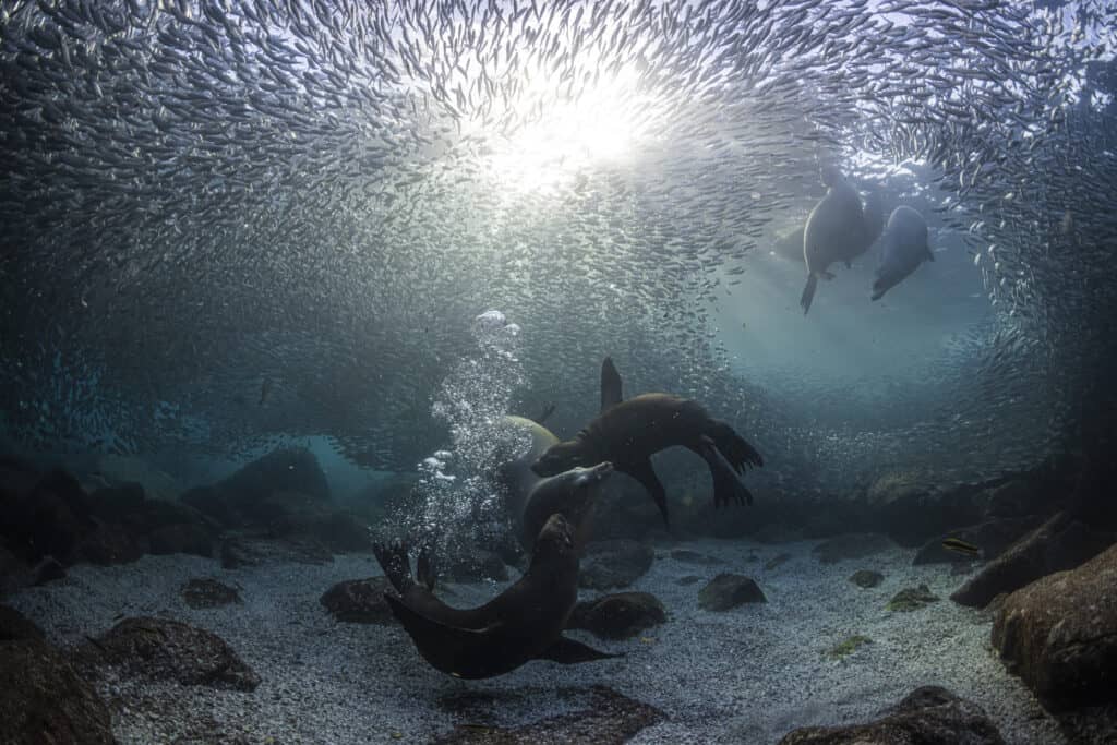 Wod2023 Photo Competition Underwater Seascapes 3rd Place Simon Biddie 1024x683