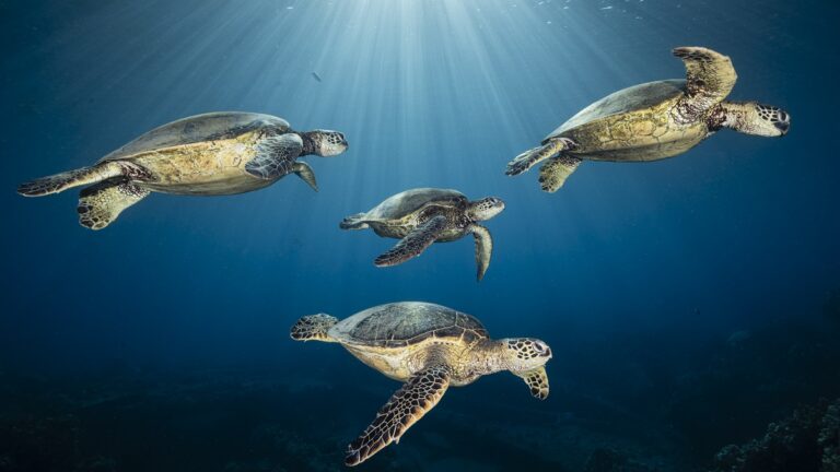 Tortues marines nageant dans un océan lumineux, symbole de la biodiversité sous-marine.
