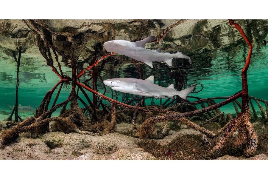 3ème Prix Portfolio © Kat Zhou Ocean Photographer Of The Year