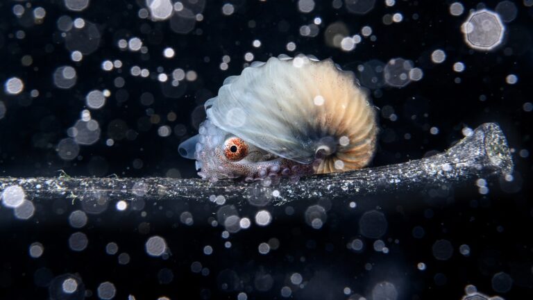 Un céphalopode fascinant évoluant dans un environnement sous-marin riche en détails.
