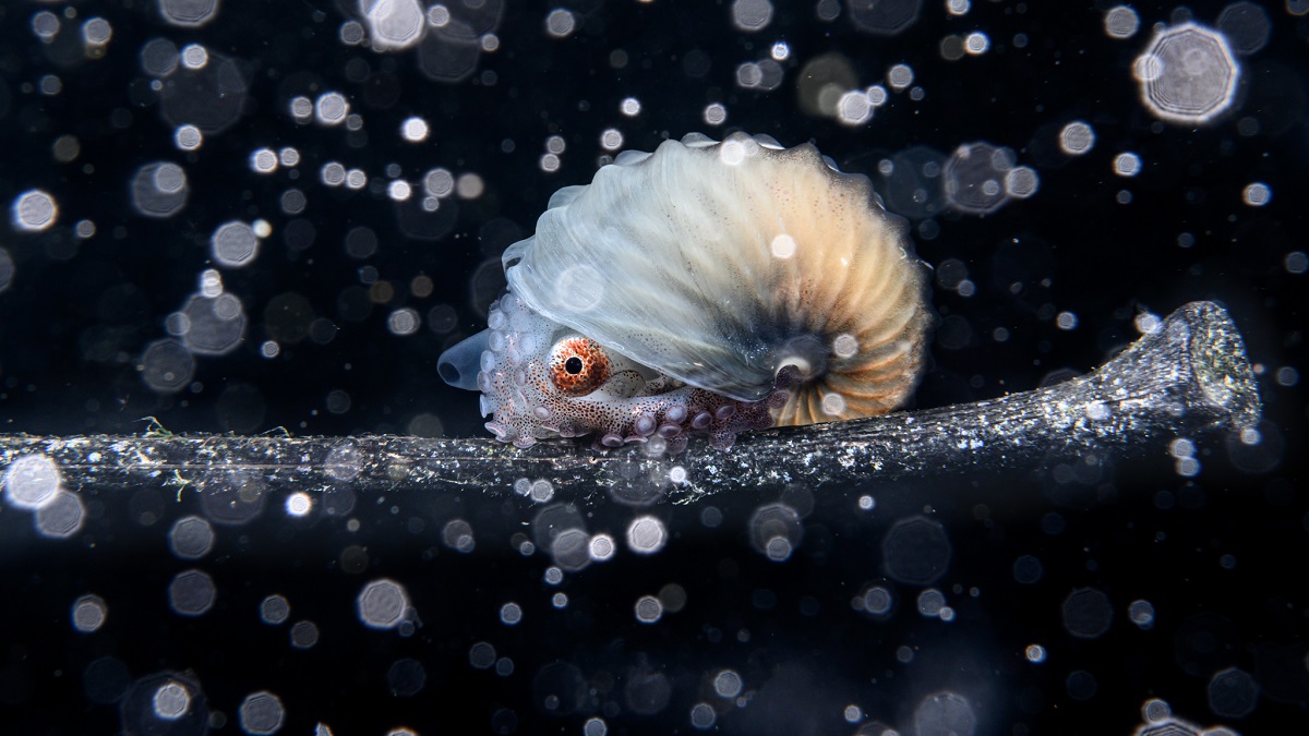 Un céphalopode fascinant évoluant dans un environnement sous-marin riche en détails.
