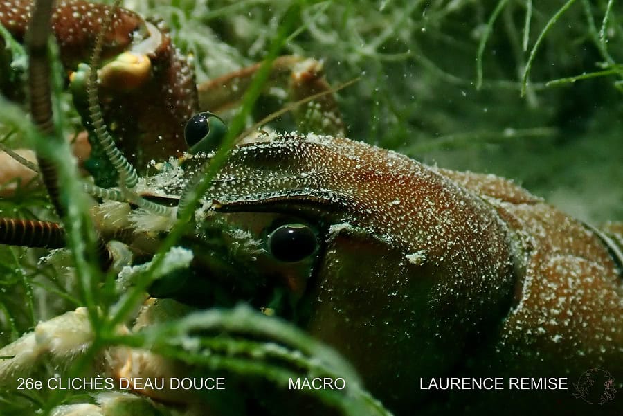 Laurence Remise Macro