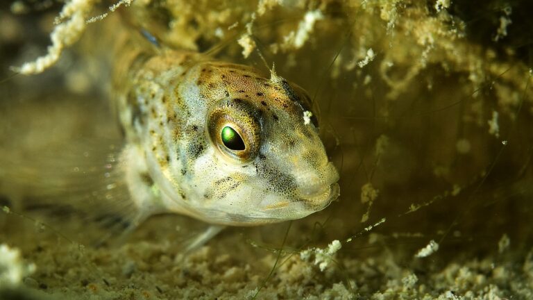 Poisson sous-marin observé dans son habitat naturel, illustrant la biodiversité marine.