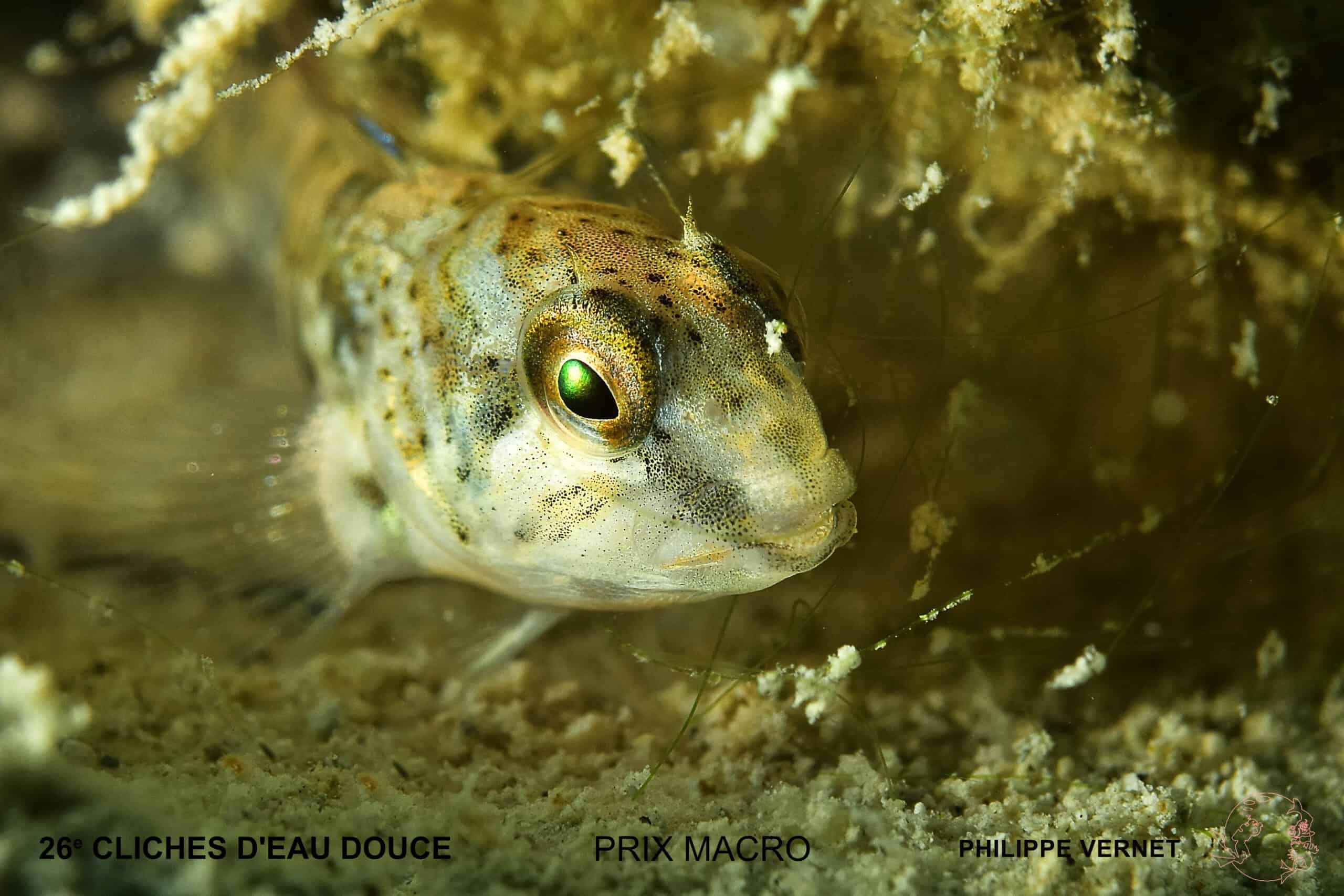 P Vernet Prix Macro Scaled