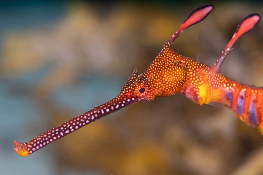 Z8 Et Nauticam 13
