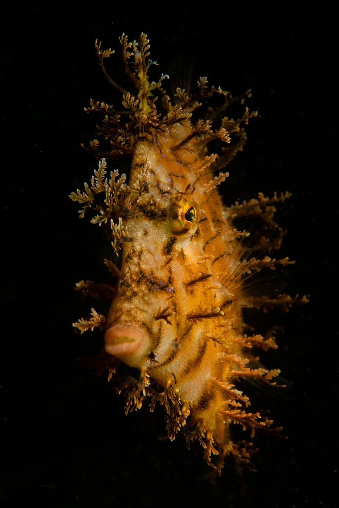 Z8 Et Nauticam 14