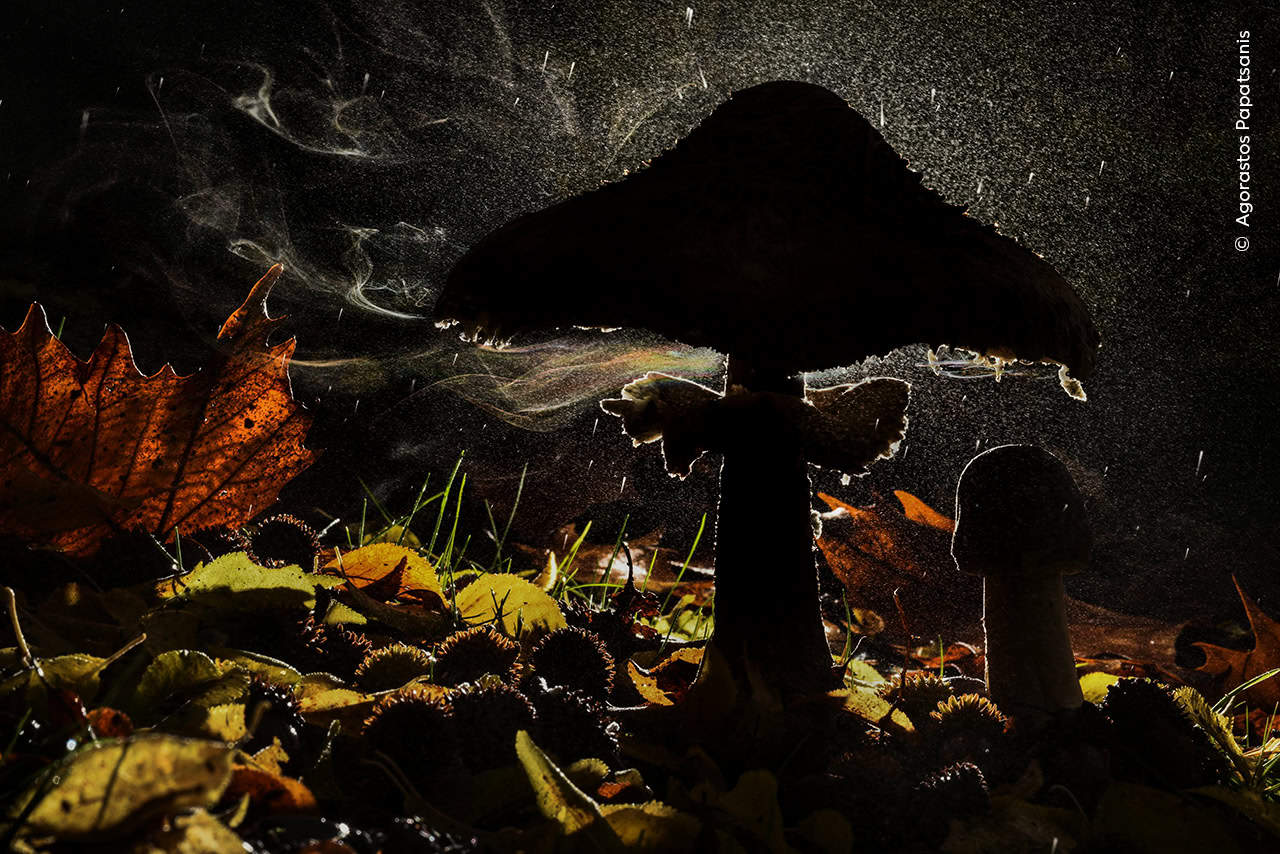 © Agorastos Papatsanis 1 Wildlife Photographer Of The Year