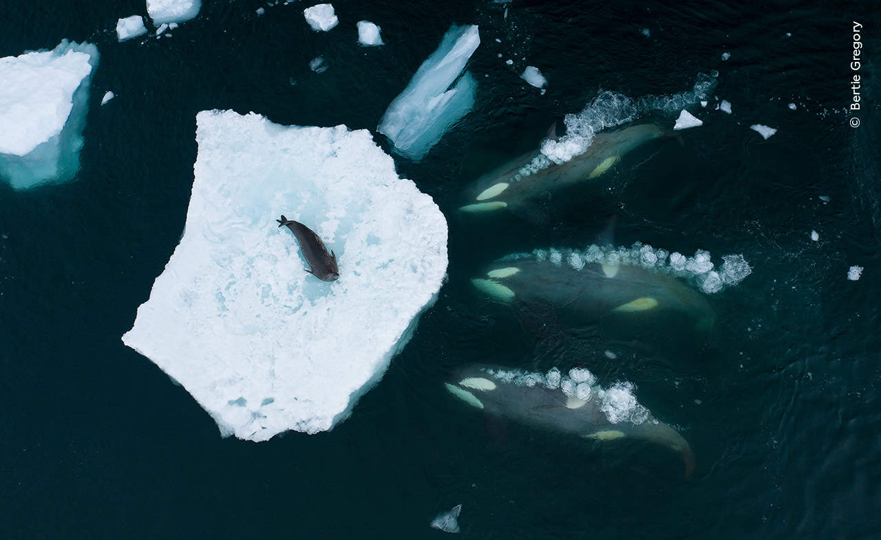 © Bertie Gregory Wildlife Photographer Of The Year