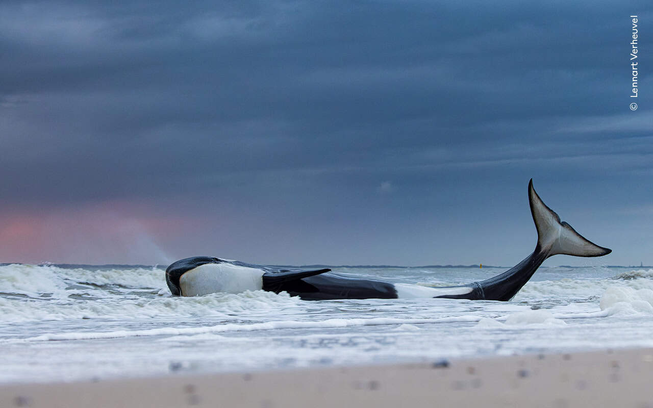 © Lennart Verheuvel Wildlife Photographer Of The Year