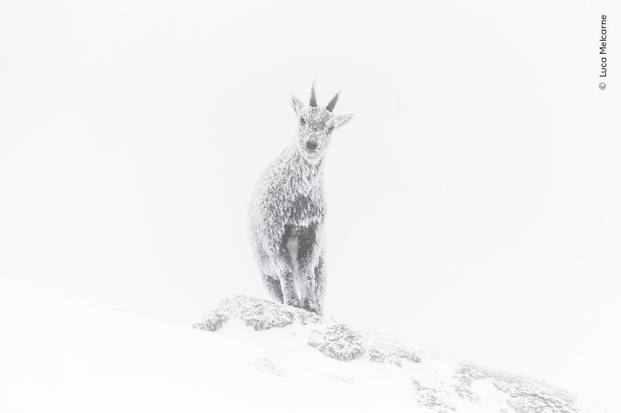 © Luca Melcarne 1 Wildlife Photographer Of The Year