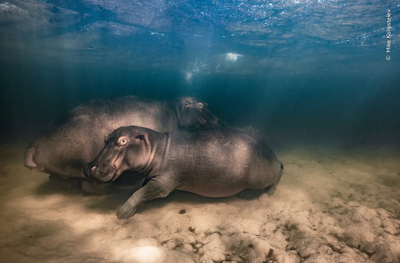 © Mike Korostelev Wildlife Photographer Of The Year