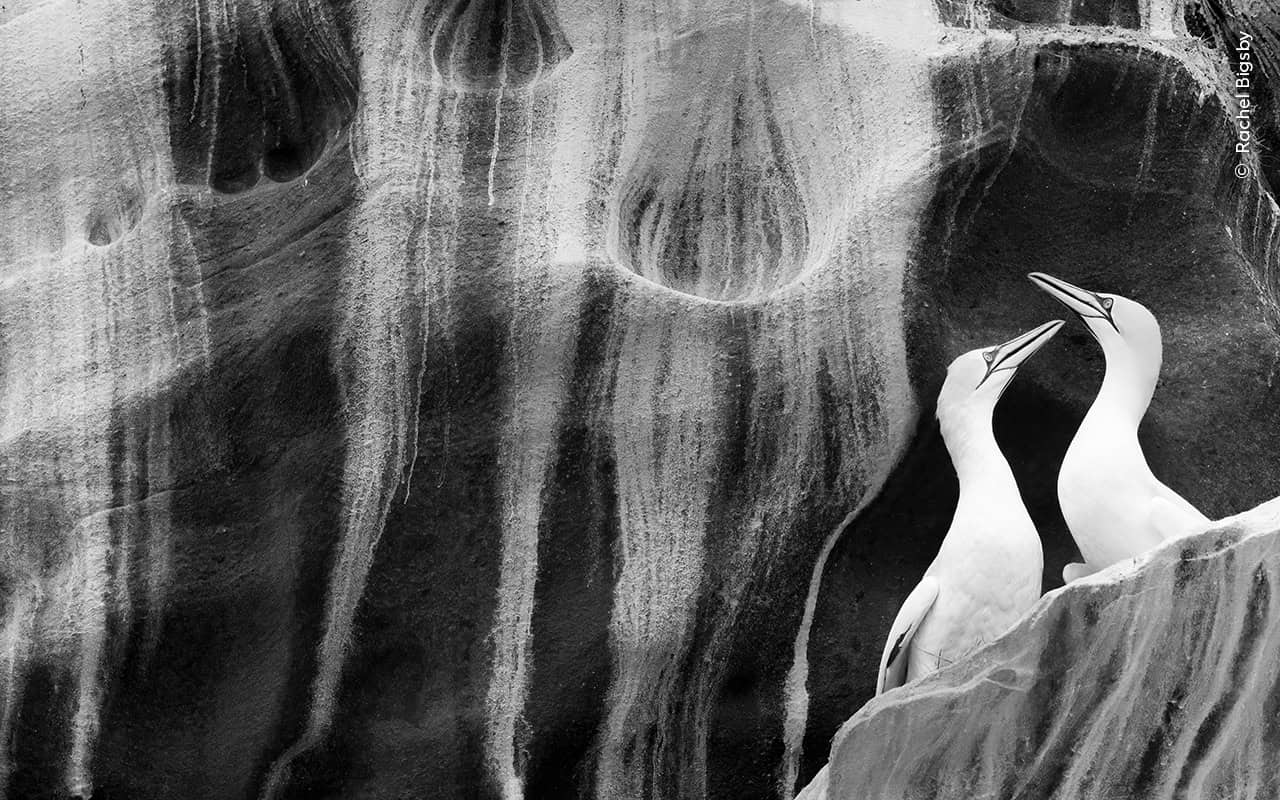 © Rachel Bigsby Wildlife Photographer Of The Year