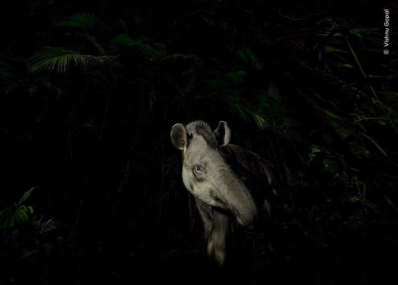 © Vishnu Gopal Wildlife Photographer Of The Year