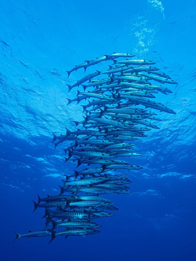 Am 009renard Marine Nuage De Barracudas Prix De La Municipalite 1