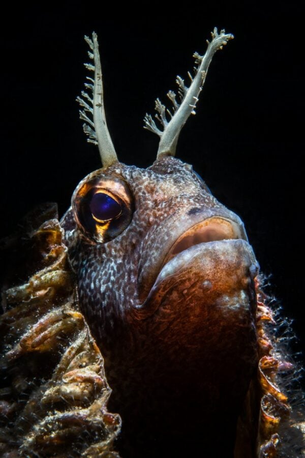 Expert Macro Or Alessandro Grasso 100351–ce–ma–1 Hd 1 600x900