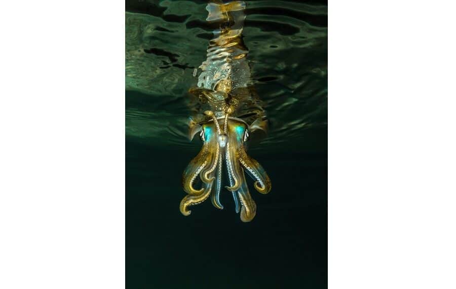Expert Serie Argent Sylvain Corbel 100374 Ce Se 2 Hd 900x570 1