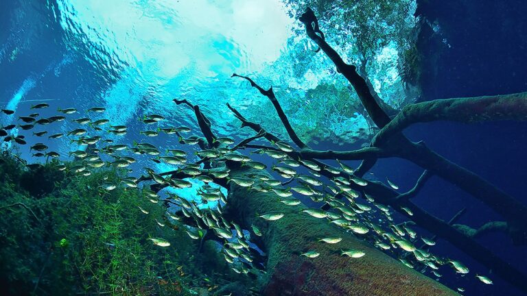 Écosystème sous-marin vibrant avec des poissons et une végétation aquatique luxuriante.