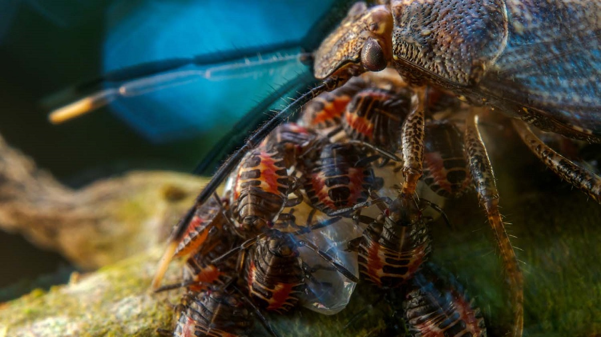 Insectes marins fascinants en gros plan, révélant la biodiversité sous-marine exceptionnelle.