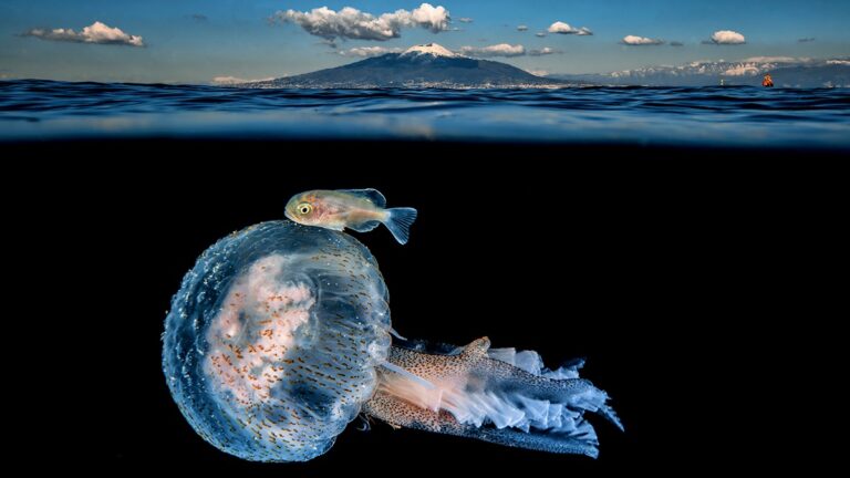 Méduse majestueuse et poisson curieux dans un paysage sous-marin fascinant.