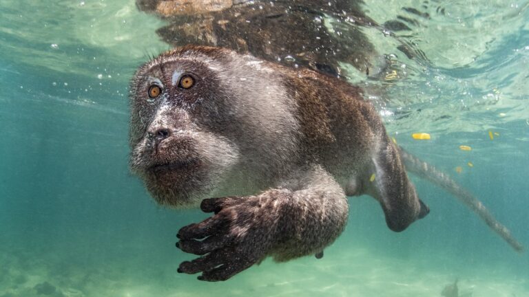 Singe nageant sous l'eau, explorant le monde marin fascinant et riche en biodiversité.